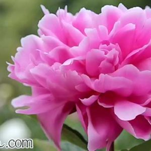 シャクヤクの花