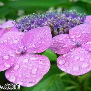 雨あじさい