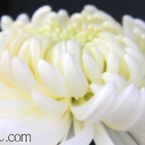 Thumbnail of post image 034