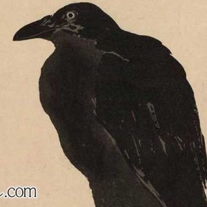 Thumbnail of post image 172